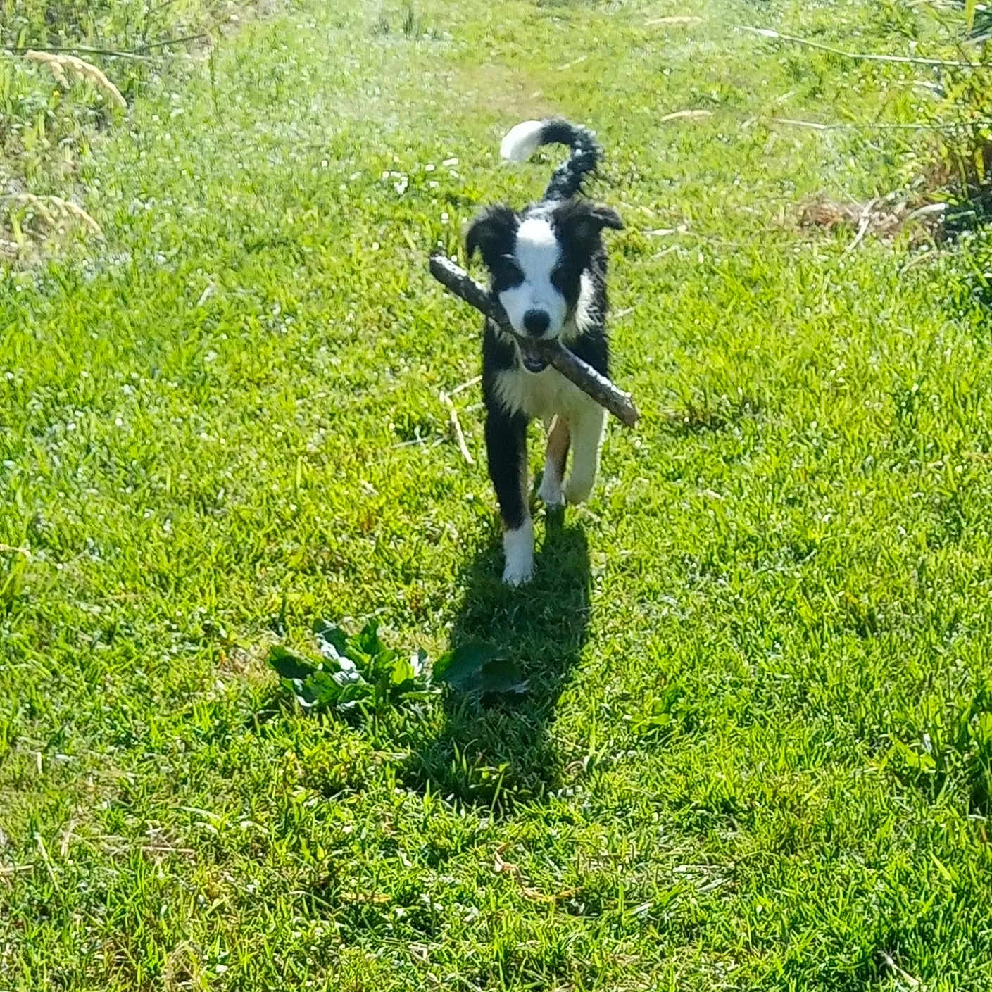 Tango