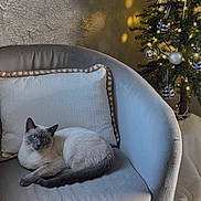 Lui joined the competition — help win amazing prizes! armchair, blue_eyes, cat, christmas_tree, couch, cozy, fur, holiday_lights, home_decor, indoor, living_room, ornaments, pet, pillow, relaxed, seasonal, siamese, tail, upholstery, whiskers