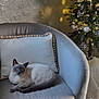 armchair, blue_eyes, cat, christmas_tree, couch, cozy, fur, holiday_lights, home_decor, indoor, living_room, ornaments, pet, pillow, relaxed, seasonal, siamese, tail, upholstery, whiskers