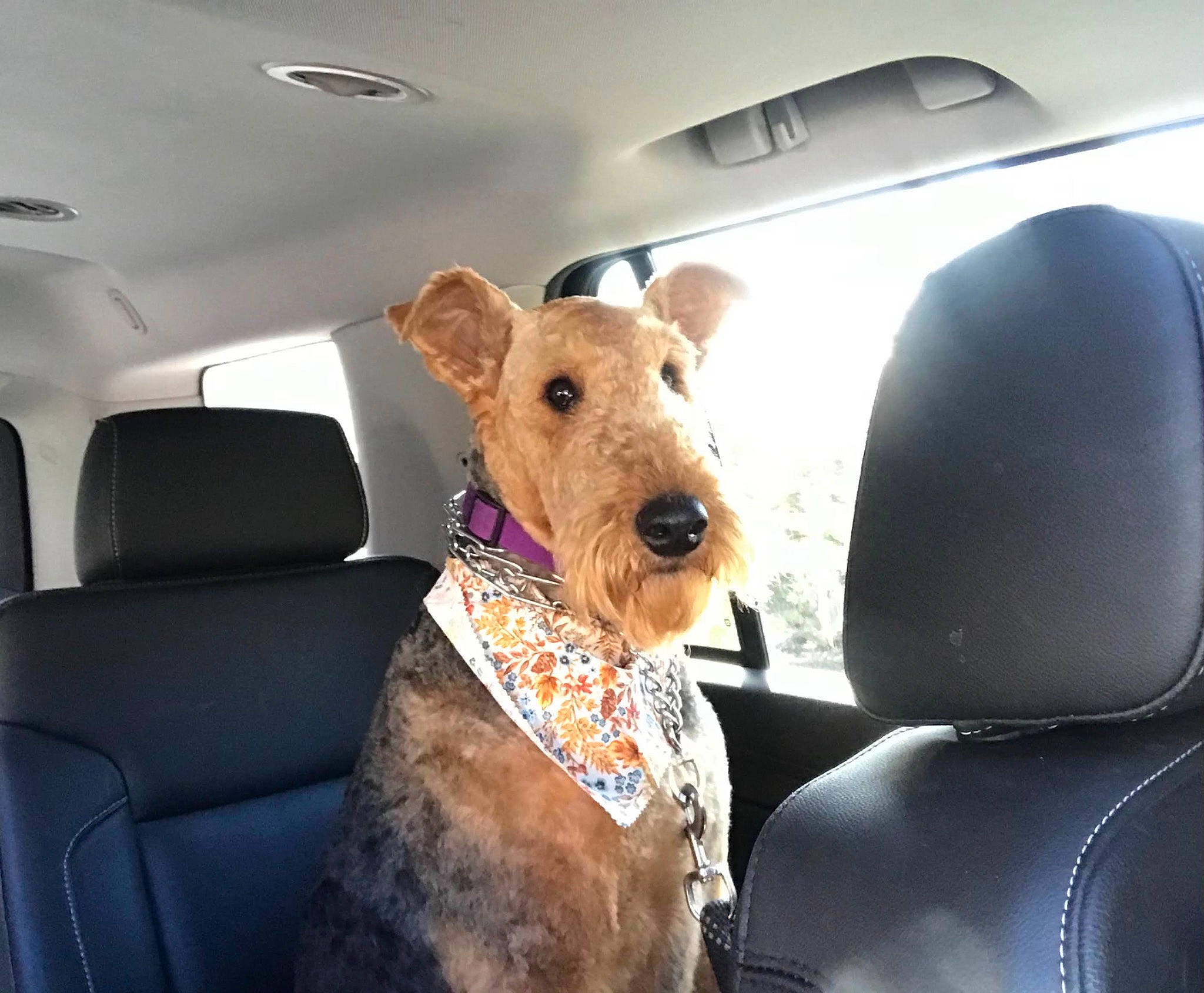 Gracie is registered to the contest to win money with this photo: auto_part, automotive_exterior, automotive_mirror, car, car_seat, car_seat_cover, carnivore, collar, companion_dog, dog, dog_breed, fawn, head_restraint, mode_of_transport, motor_vehicle, seat_belt, snout, vehicle, vehicle_door, working_animal
