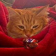 Jelly joined the competition — help win amazing prizes! cat, orange_tabby, blanket, red_blanket, snickers, candy, chocolate, curious, cozy, fur, whiskers, indoor, closeup, pet, animal, soft_texture, wrapped_candy, resting, cute, relaxed
