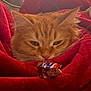 cat, orange_tabby, blanket, red_blanket, snickers, candy, chocolate, curious, cozy, fur, whiskers, indoor, closeup, pet, animal, soft_texture, wrapped_candy, resting, cute, relaxed