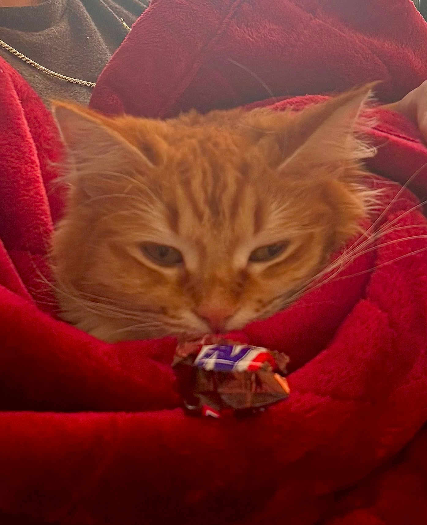 Jelly joined the competition — help win amazing prizes! cat, orange_tabby, blanket, red_blanket, snickers, candy, chocolate, curious, cozy, fur, whiskers, indoor, closeup, pet, animal, soft_texture, wrapped_candy, resting, cute, relaxed