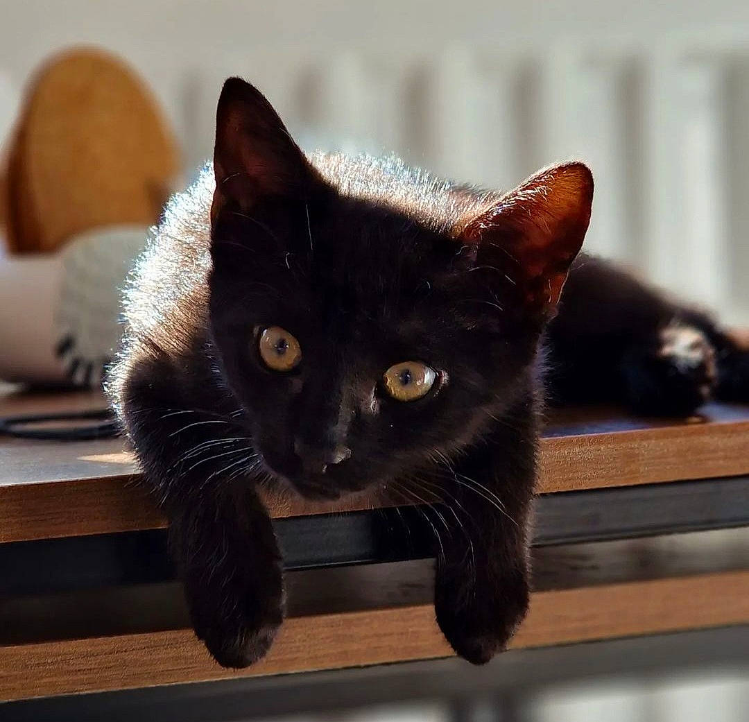 Sirius is registered to the contest to win money with this photo: black_cat, bombay, carnivore, cat, cat_furniture, domestic_short_haired_cat, eye, felidae, fur, hardwood, havana_brown, small_to_medium_sized_cats, snout, tail, whiskers, window, wood