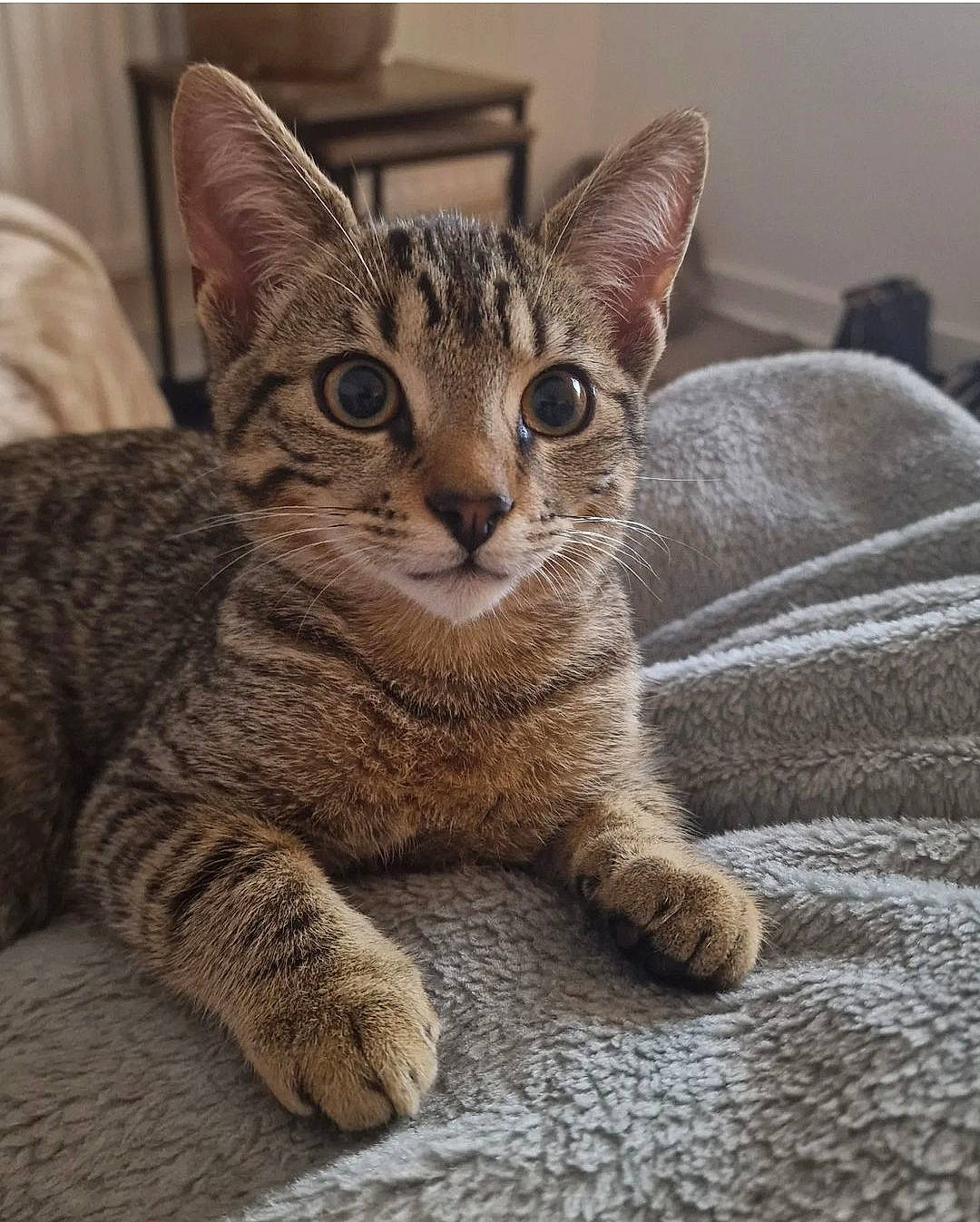 Geralt joined the competition — help win amazing prizes! carnivore, cat, comfort, domestic_short_haired_cat, felidae, fur, paw, sitting, small_to_medium_sized_cats, terrestrial_animal, whiskers, wildlife