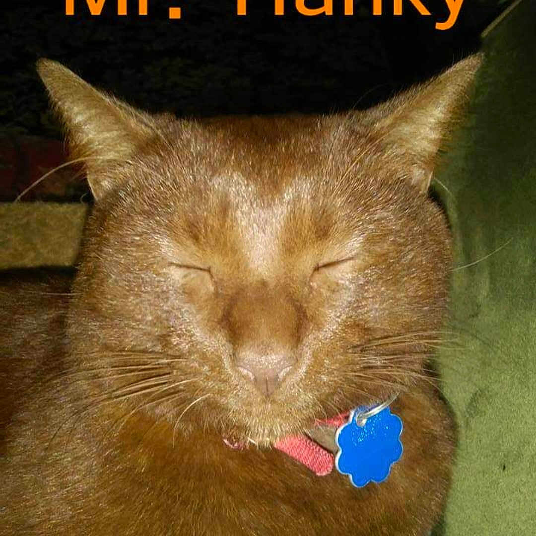 Mr. Hanky