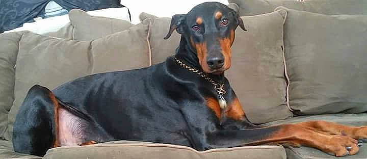 Nico Suavea' joined the competition — help win amazing prizes! canidae, carnivore, collar, comfort, companion_dog, couch, dobermann, dog, dog_breed, ear, grey, guard_dog, montenegrin_mountain_hound, pillow, pinscher, snout, sporting_group, toy_dog, whiskers, working_animal
