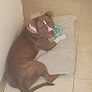 Stella joined the competition — help win amazing prizes! animal, brown_dog, canine, collar, curious, cushion, dog, domestic, ears, floor, fur, indoor, looking_back, paw, pet, playful, resting, snout, tile_floor, toy