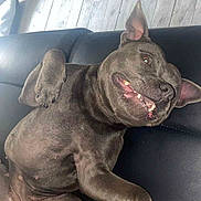 Laika participe au concours pour gagner de l'argent avec cette photo : dog, canine, pet, black_couch, flooring, wood_floor, indoor, playful, smiling, lying_down, paw, ears, teeth, tongue, toy, red_toy, relaxed, domestic_animal, companion, funny_expression
