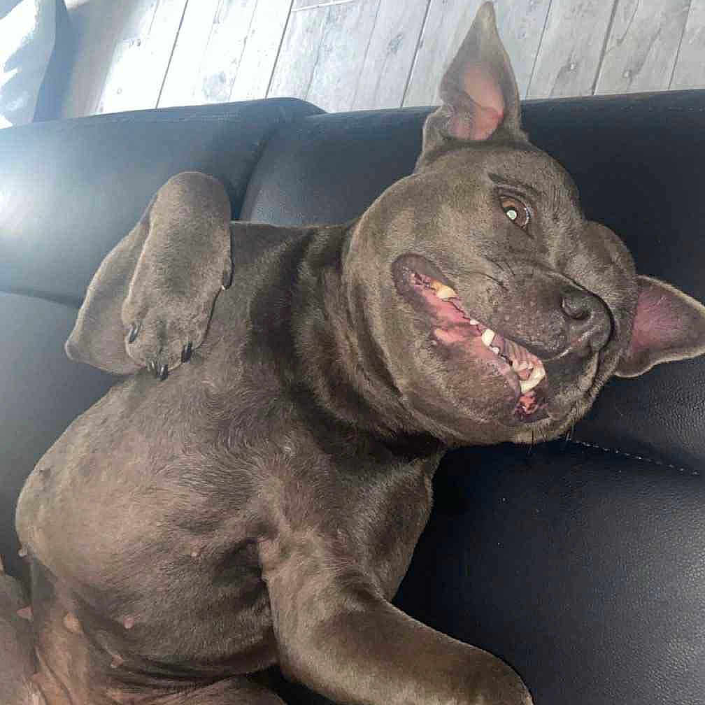 Laika