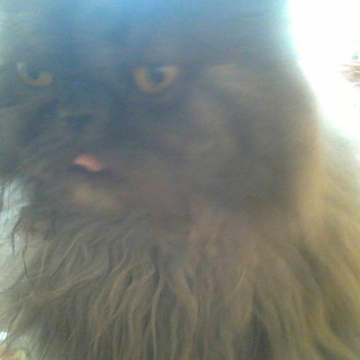 Dollie