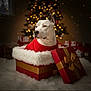 dog, white_dog, red_sweater, gift_box, golden_ribbon, fur, christmas_tree, holiday, festive, lights, bokeh, indoor, decorations, present, cozy, cute, pet, celebration, winter, warm
