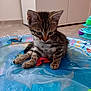 Aslan a rejoint le concours — aidez-le/la à gagner de superbes lots ! kitten, tabby, cat, indoor, floor, toy, inflatable_pool, water, curious, small, cute, pet, animal, playful, young, feline, paws, whiskers, brown, striped