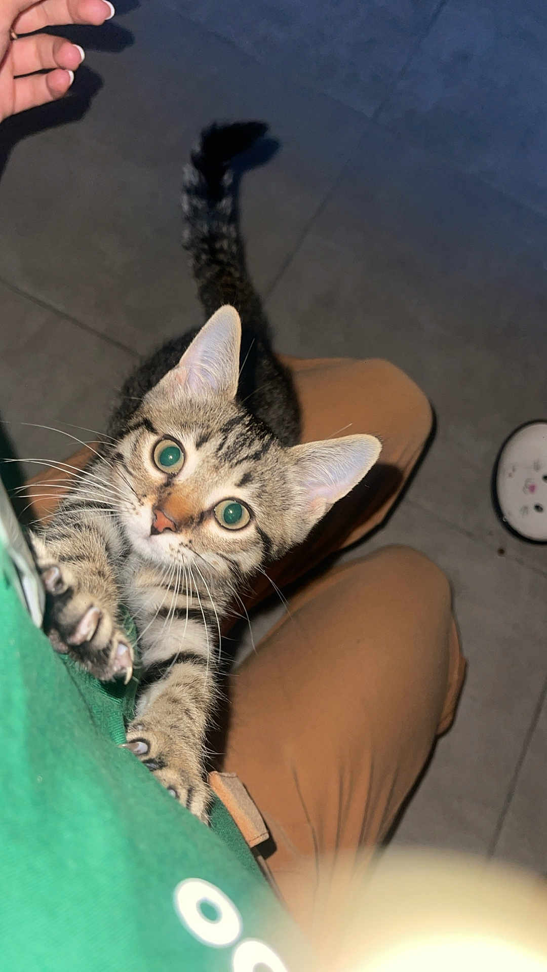 Aslan participe au concours pour gagner de l'argent avec cette photo : kitten, tabby, cat, pet, climbing, person, green_shirt, brown_pants, floor, tile, food_bowl, whiskers, claws, cute, looking_up, indoors, animal, curious, young, close_up