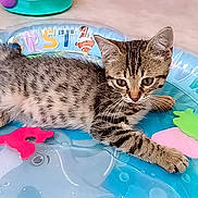 Aslan a rejoint le concours — aidez-le/la à gagner de superbes lots ! kitten, cat, tabby, animal, pet, playmat, colorful, indoor, floor, curious, young, striped, cute, whiskers, paw, relaxed, toy, plastic, mammal, small