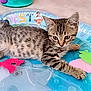 kitten, cat, tabby, animal, pet, playmat, colorful, indoor, floor, curious, young, striped, cute, whiskers, paw, relaxed, toy, plastic, mammal, small