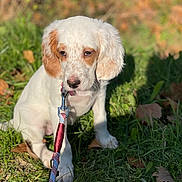Aska participe au concours pour gagner de l'argent avec cette photo : puppy, dog, leash, grass, outdoor, pet, animal, young_dog, cute, white, brown, sitting, nature, sunlight, shadow, leaf, canine, fur, collar, daytime