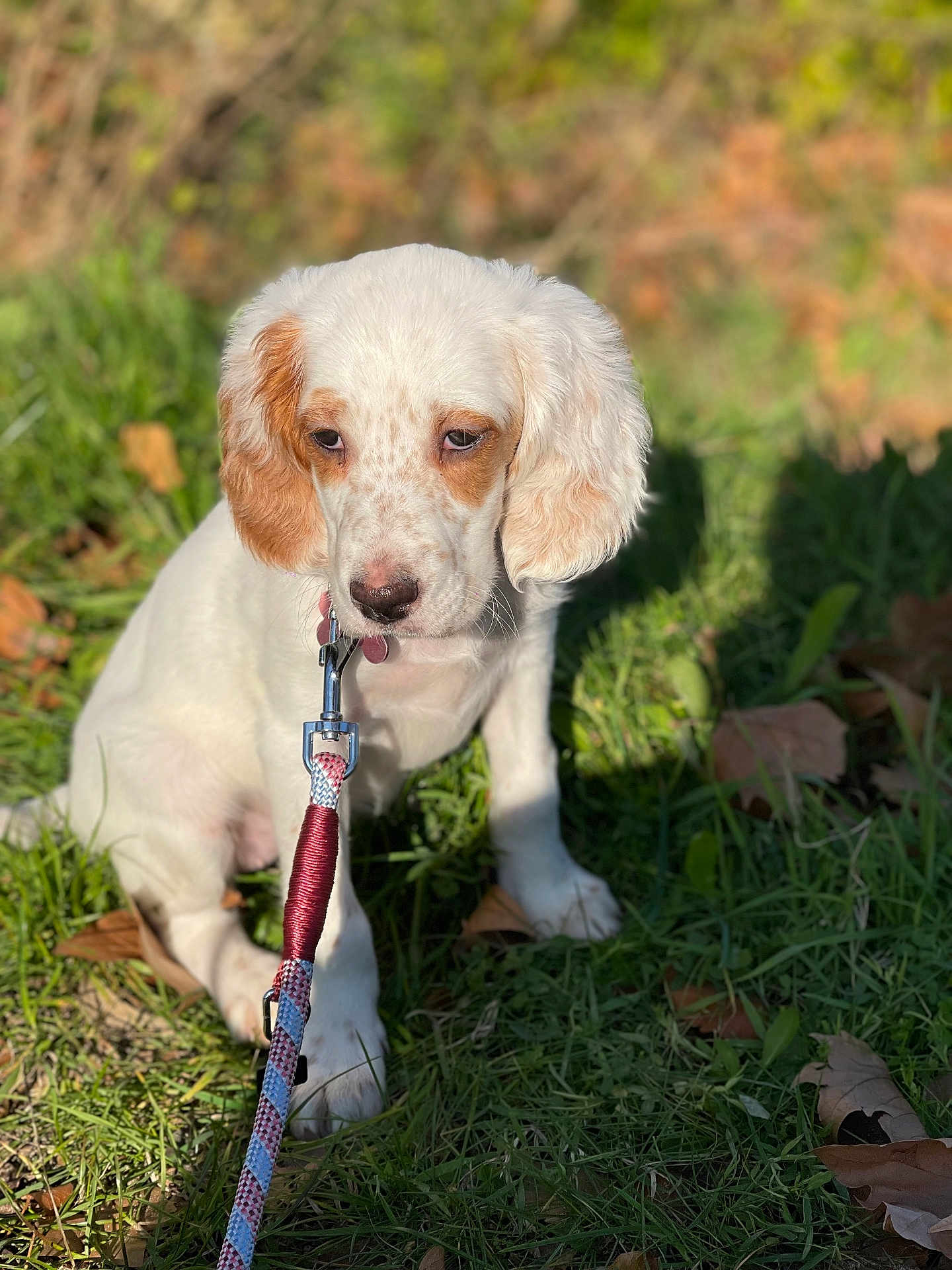 Aska participe au concours pour gagner de l'argent avec cette photo : puppy, dog, leash, grass, outdoor, pet, animal, young_dog, cute, white, brown, sitting, nature, sunlight, shadow, leaf, canine, fur, collar, daytime