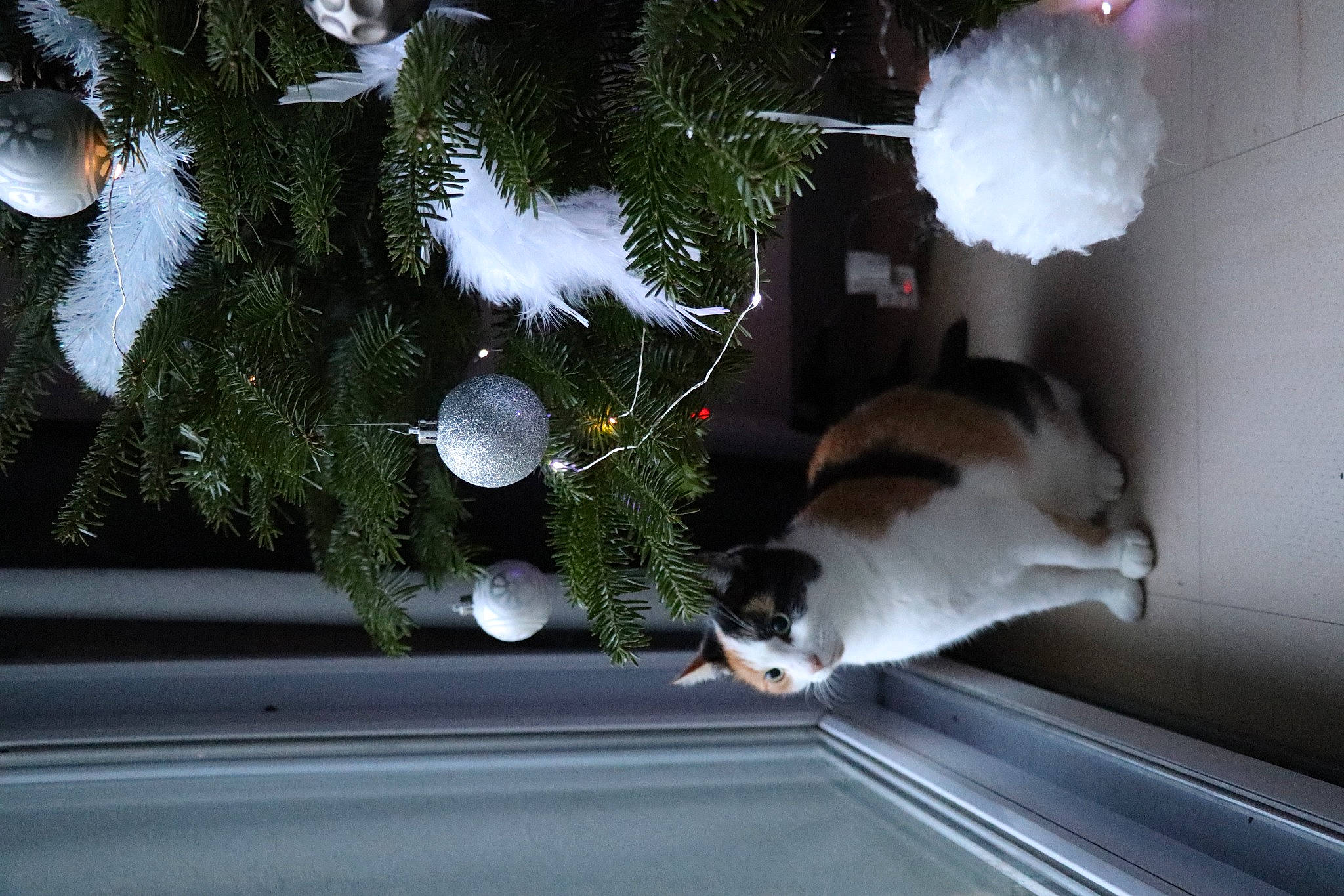 Swiffer participe au concours pour gagner de l'argent avec cette photo : carnivore, cat, christmas, christmas_decoration, christmas_eve, christmas_ornament, christmas_tree, conifer, evergreen, felidae, fir, fur, holiday, holiday_ornament, pine, pine_family, small_to_medium_sized_cats, tail, vertebrate, whiskers