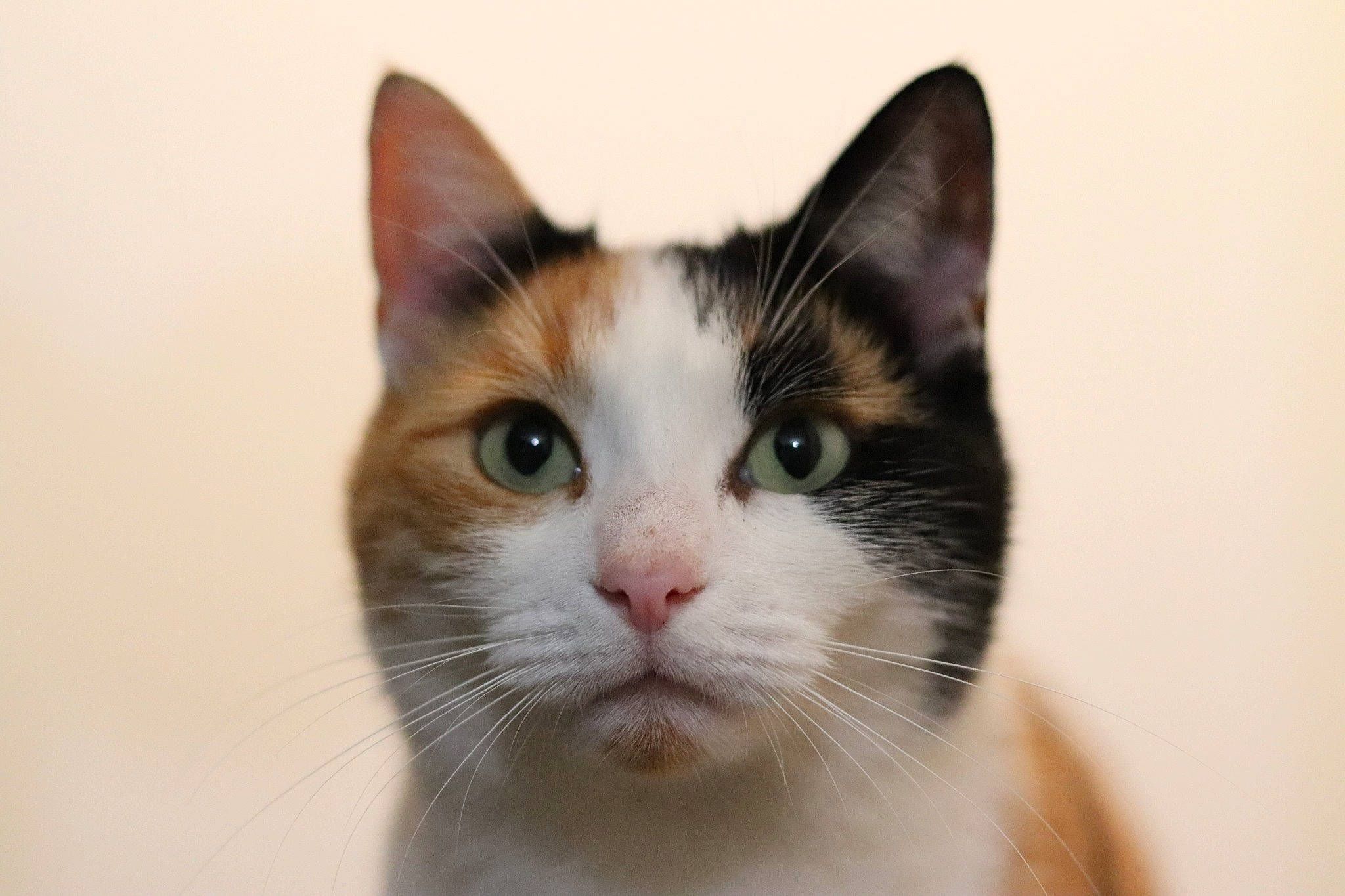 Swiffer participe au concours pour gagner de l'argent avec cette photo : beige, carnivore, cat, close_up, domestic_short_haired_cat, fawn, felidae, fur, iris, jaw, neck, organ, skin, small_to_medium_sized_cats, snout, whiskers, white