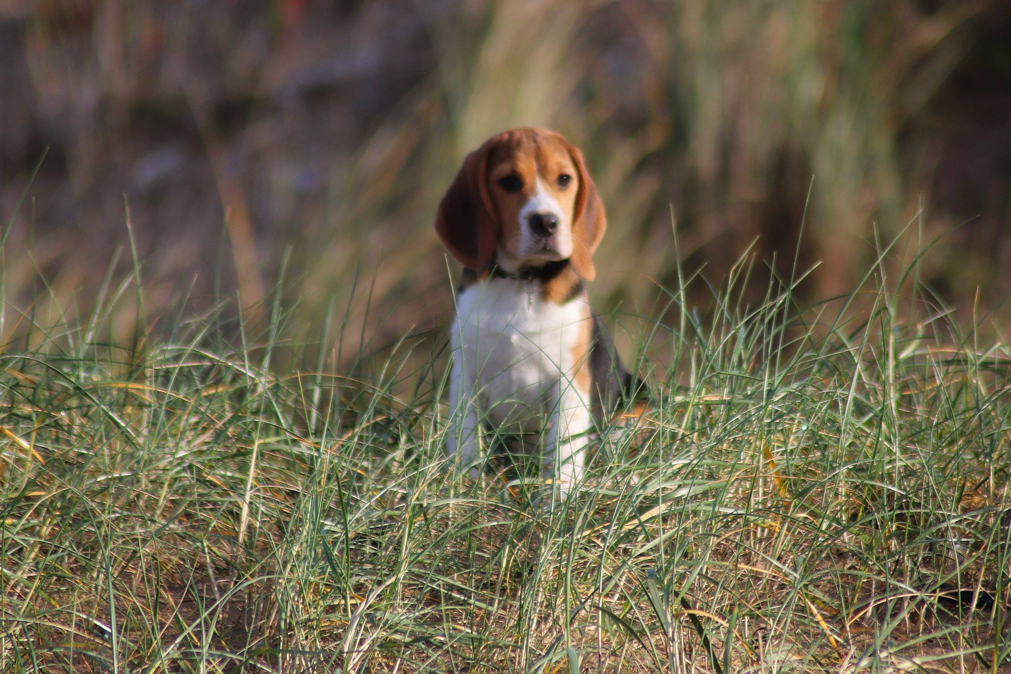 Pickie participe au concours pour gagner de l'argent avec cette photo : american_foxhound, beagle, beagle_harrier, beaglier, canidae, carnivore, companion_dog, dog, dog_breed, english_foxhound, fawn, grass_family, hamiltonstovare, harrier, hound, hunting_dog, liver, posavac_hound, scent_hound, sporting_group