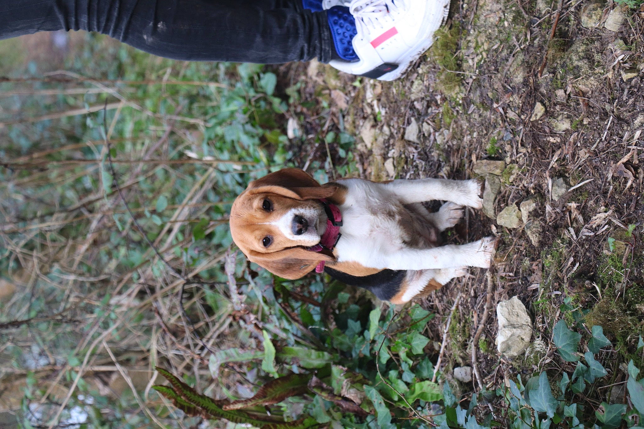 Pickie a rejoint le concours — aidez-le/la à gagner de superbes lots ! beaglier, canidae, carnivore, companion_dog, dog, dog_breed, fawn, liver, puppy, snout, soil, sporting_group, walking_shoe, working_animal, working_dog