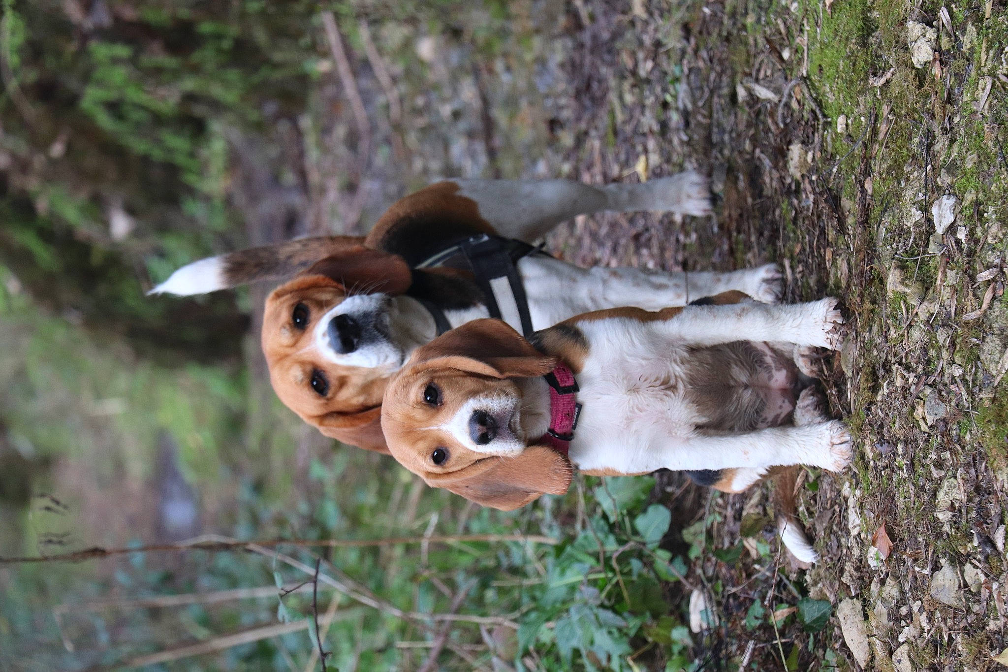 Pickie participe au concours pour gagner de l'argent avec cette photo : canidae, collar, dog_breed, fawn, giraffe, giraffidae, jungle, liver, organism, pack_animal, snout, terrestrial_animal, trunk, wildlife, woodland, working_animal, working_dog