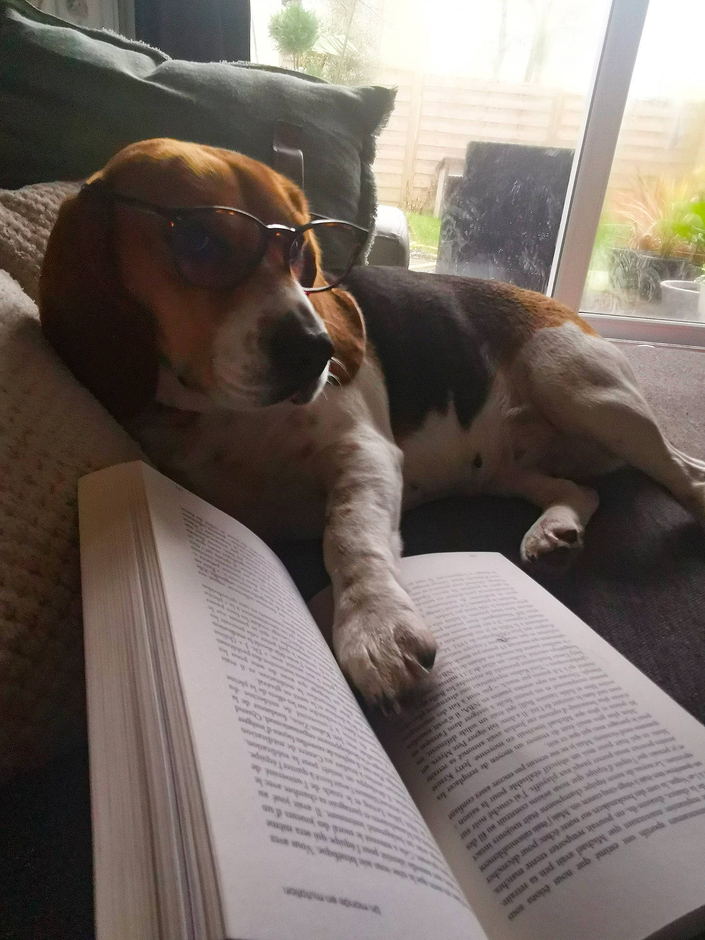 Malia participe au concours pour gagner de l'argent avec cette photo : book, brown, canidae, carnivore, collar, comfort, companion_dog, daylighting, dog, dog_breed, hound, liver, paper, publication, scent_hound, snout, sporting_group, vertebrate, working_animal, working_dog