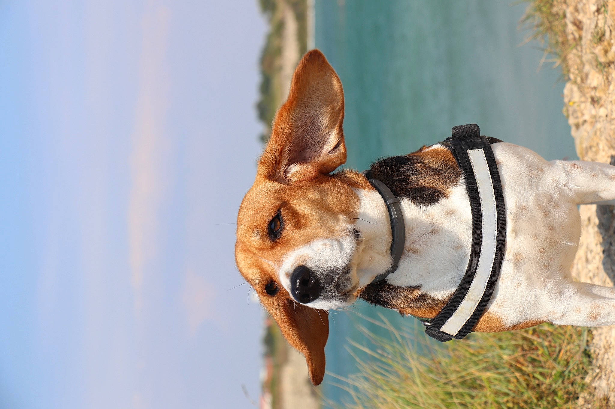 Malia a rejoint le concours — aidez-le/la à gagner de superbes lots ! canidae, carnivore, collar, companion_dog, daytime, dog, dog_breed, dog_collar, dog_supply, fawn, hunting_dog, leash, mammal, pet_supply, snout, sunlight, terrestrial_animal, vertebrate, whiskers, working_animal