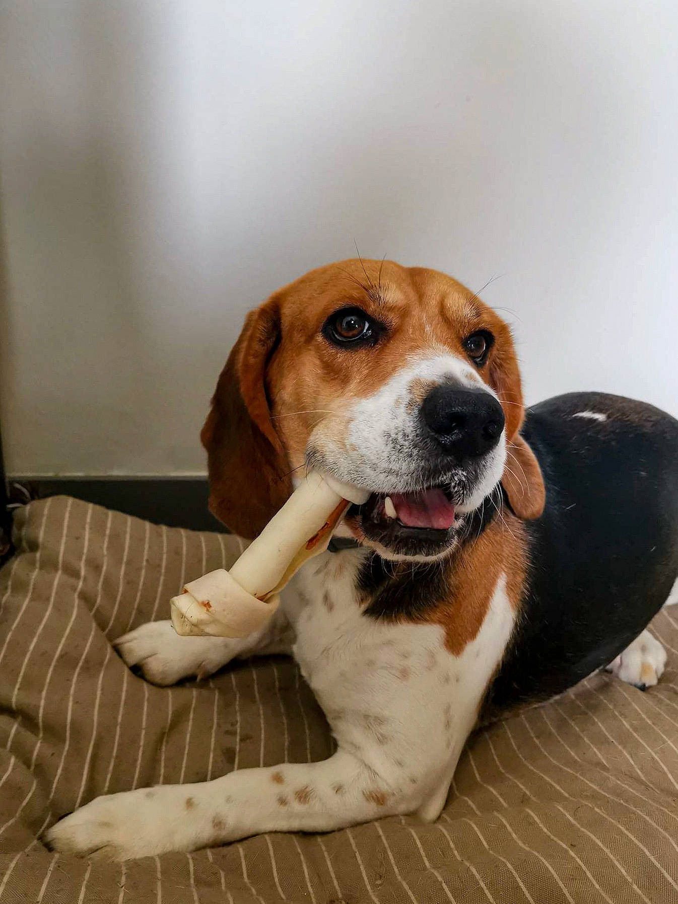 Malia a rejoint le concours — aidez-le/la à gagner de superbes lots ! american_foxhound, beagle, beaglier, canidae, carnivore, companion_dog, dog, dog_breed, fawn, hound, liver, mammal, scent_hound, snout, sporting_group, vertebrate, whiskers, working_animal, working_dog