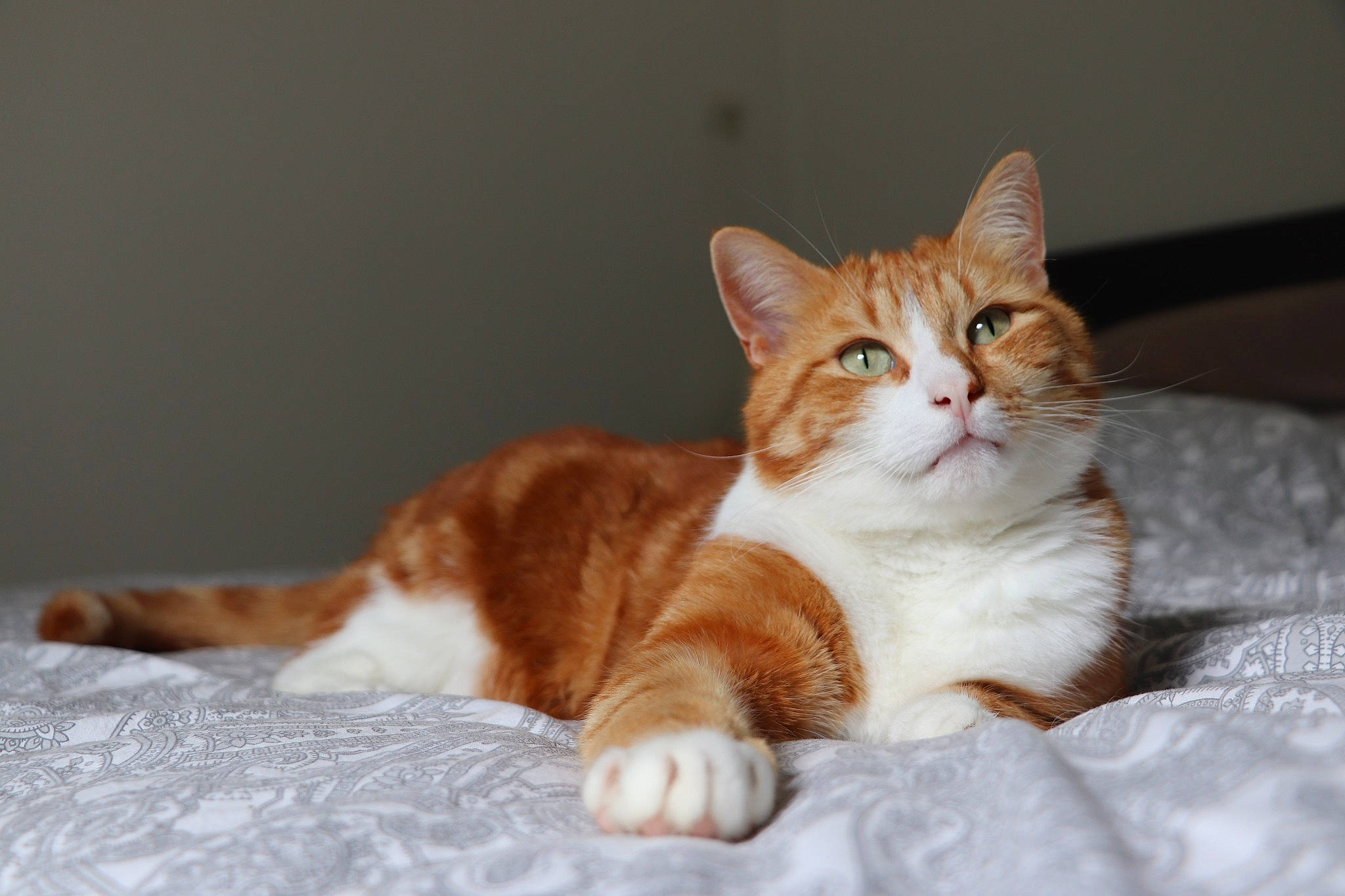 Camel a rejoint le concours — aidez-le/la à gagner de superbes lots ! beige, brown, carnivore, cat, comfort, fawn, felidae, fur, linens, liver, orange, paw, peach, small_to_medium_sized_cats, snout, tan, terrestrial_animal, toe, vertebrate, whiskers