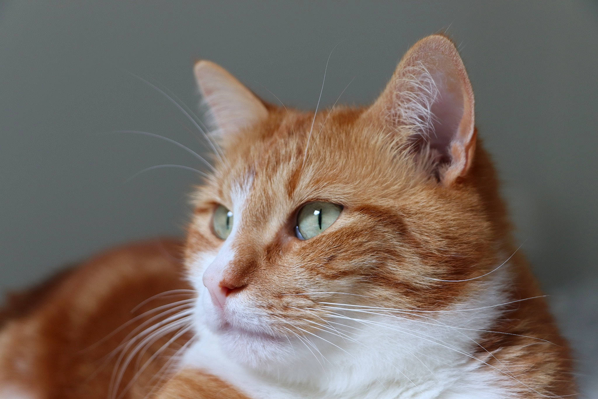 Camel participe au concours pour gagner de l'argent avec cette photo : beige, blond, brown, carnivore, cat, close_up, domestic_short_haired_cat, fawn, felidae, fur, iris, liver, peach, skin, small_to_medium_sized_cats, snout, tan, terrestrial_animal, vertebrate, whiskers