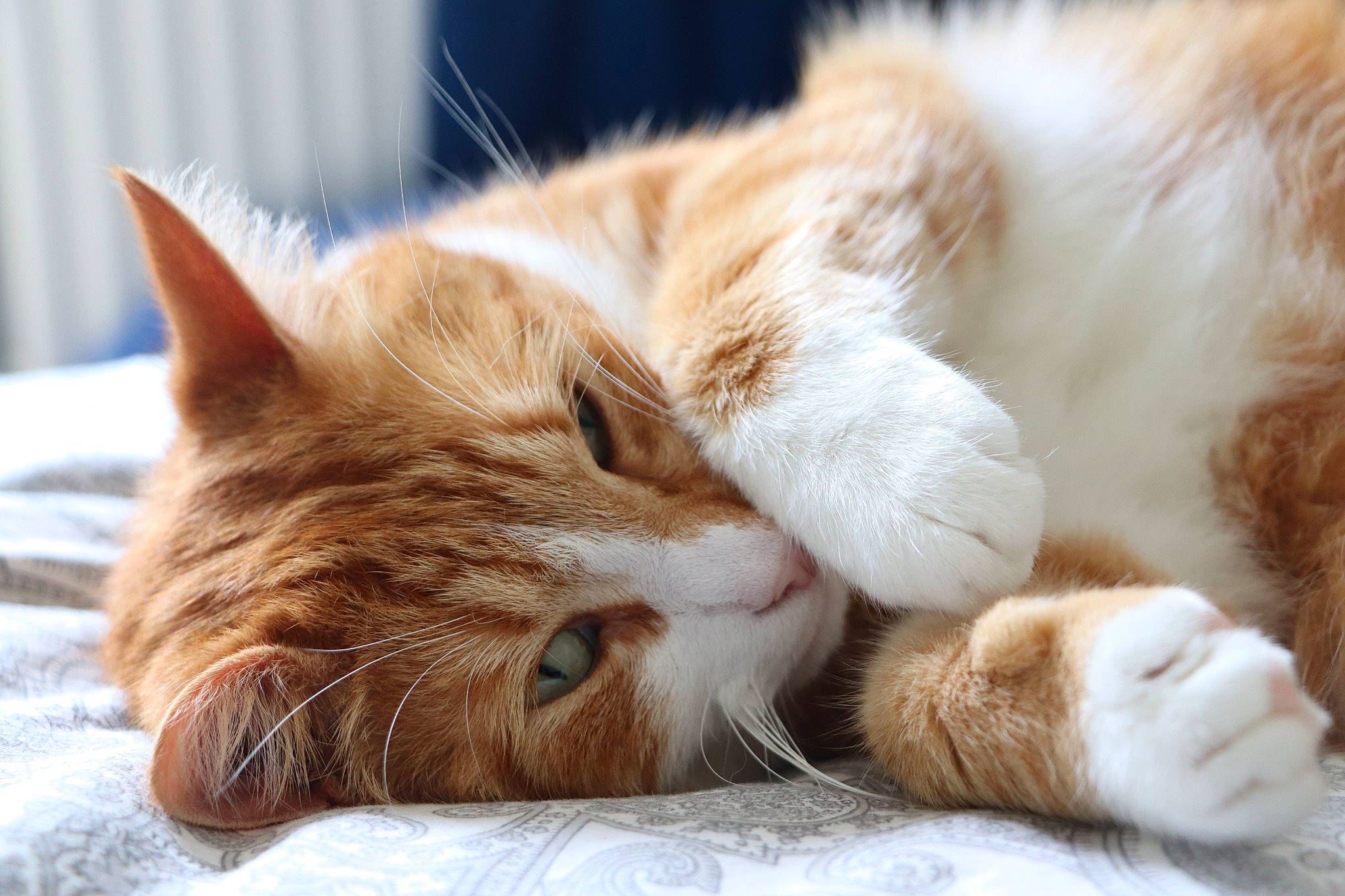 Camel participe au concours pour gagner de l'argent avec cette photo : bed, carnivore, cat, claw, comfort, domestic_short_haired_cat, fawn, felidae, fur, linens, nap, paw, peach, small_to_medium_sized_cats, snout, vertebrate, whiskers