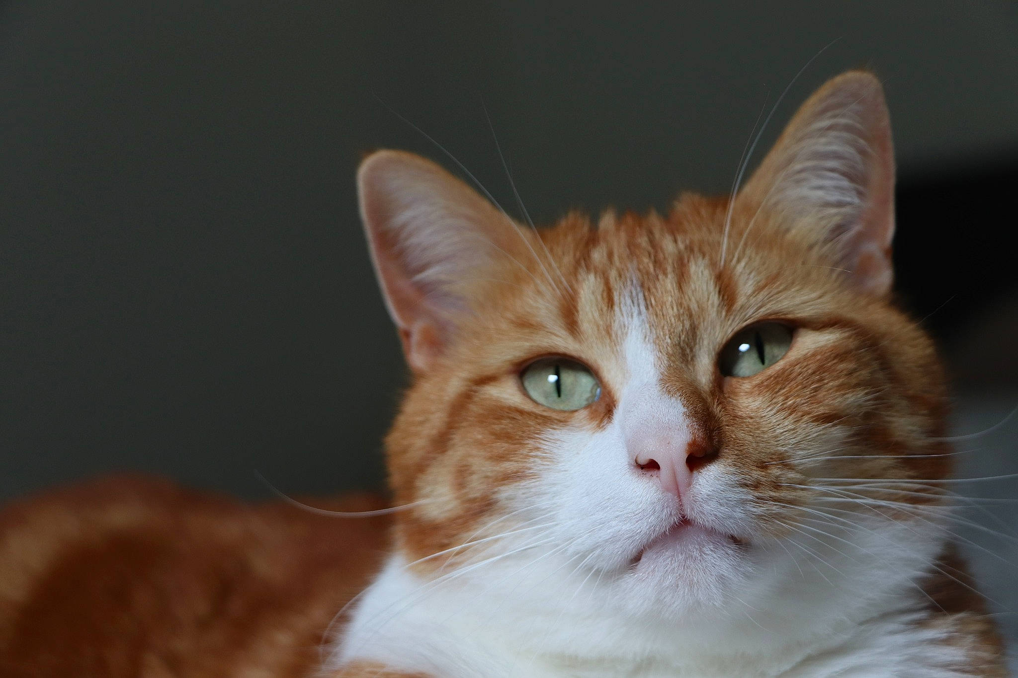 Camel participe au concours pour gagner de l'argent avec cette photo : beige, blond, brown, carnivore, cat, domestic_short_haired_cat, fawn, felidae, fur, iris, liver, peach, skin, small_to_medium_sized_cats, snout, tan, terrestrial_animal, vertebrate, whiskers