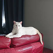 Titi a rejoint le concours — aidez-le/la à gagner de superbes lots ! cat, white_cat, feline, pet, indoor, couch, red_leather, furniture, curtains, portrait, wall_art, relaxed, animal, domestic_cat, resting, living_room, window, calm, home, floor_tiles