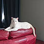 cat, white_cat, feline, pet, indoor, couch, red_leather, furniture, curtains, portrait, wall_art, relaxed, animal, domestic_cat, resting, living_room, window, calm, home, floor_tiles