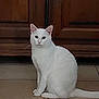 Titi participe au concours pour gagner de l'argent avec cette photo : cat, white_cat, sitting, indoor, tile_floor, wooden_cabinet, pet, animal, feline, looking, calm, curious, fur, whiskers, ears, tail, domestic_cat, quiet, home, companion