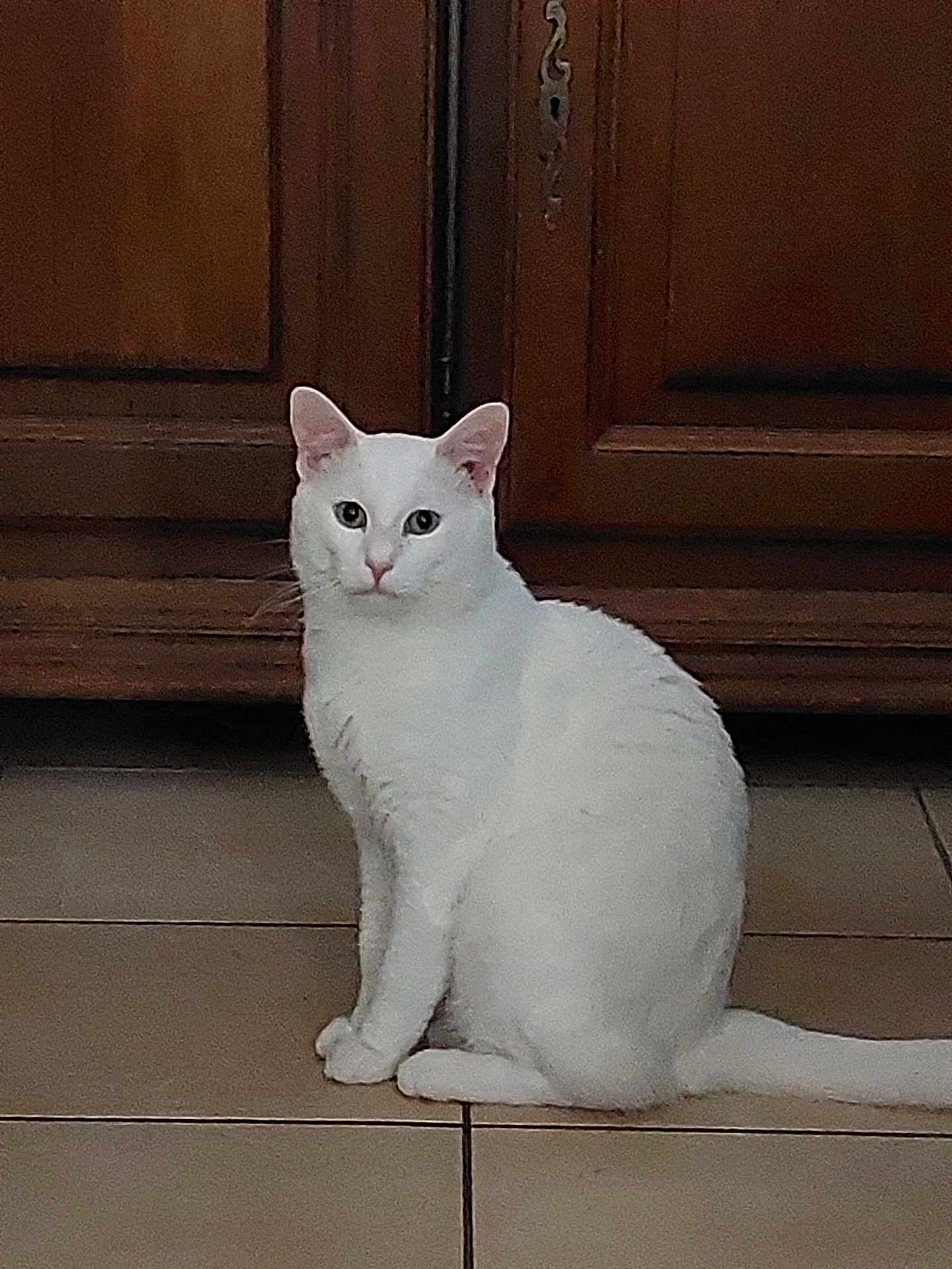 Titi participe au concours pour gagner de l'argent avec cette photo : cat, white_cat, sitting, indoor, tile_floor, wooden_cabinet, pet, animal, feline, looking, calm, curious, fur, whiskers, ears, tail, domestic_cat, quiet, home, companion