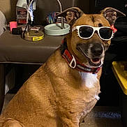 Thor is registered to the contest to win money with this photo: dog, sunglasses, indoor, smiling, pet, collar, brown_fur, white_chest, table, lamp, carpet, happy, accessory, red_bow, household_items, furniture, canine, portrait, closeup, domestic_animal