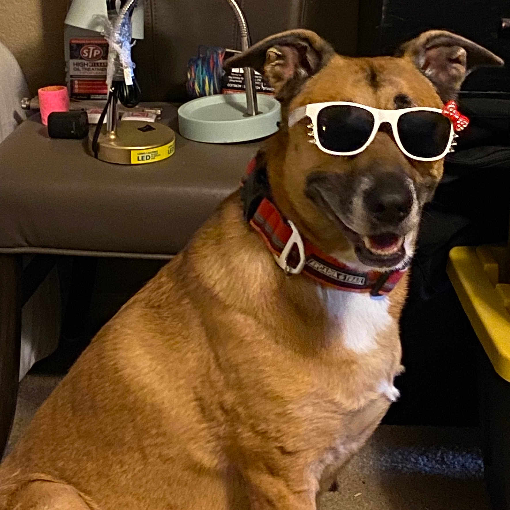 Thor is registered to the contest to win money with this photo: dog, sunglasses, indoor, smiling, pet, collar, brown_fur, white_chest, table, lamp, carpet, happy, accessory, red_bow, household_items, furniture, canine, portrait, closeup, domestic_animal