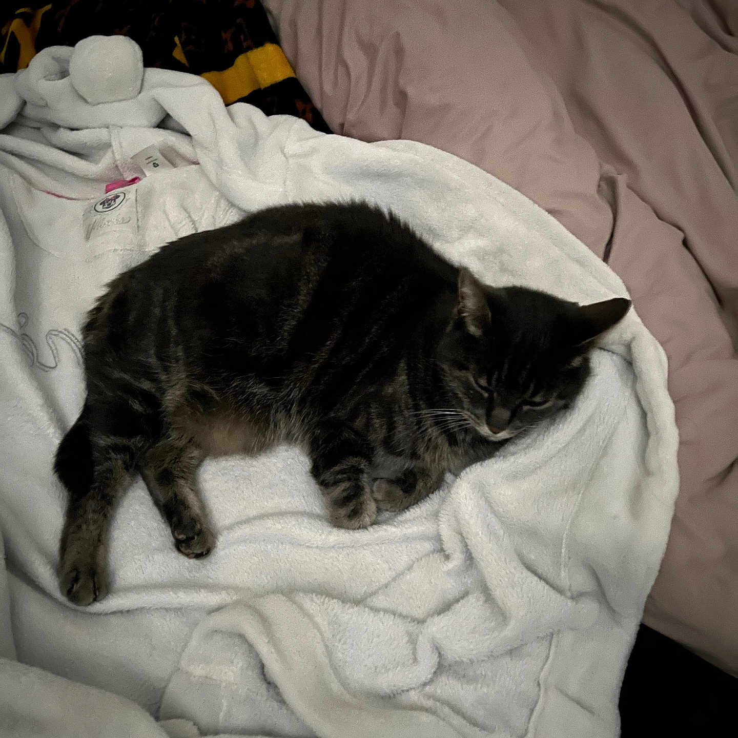 Minette a rejoint le concours — aidez-le/la à gagner de superbes lots ! abyssinian, animal, back, bed, bedroom, blanket, bodypart, cat, couch, furniture, homedecor, kitten, laundry, linen, manx, person, pet, quilt, sleeping, towel