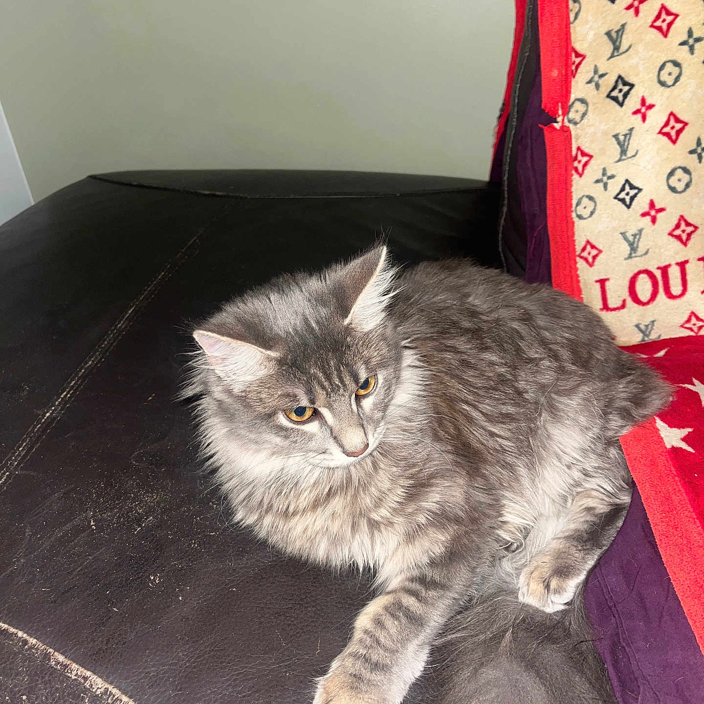 Kaguya participe au concours pour gagner de l'argent avec cette photo : abyssinian, angora, animal, architecture, blanket, building, cat, chair, couch, cushion, furniture, homedecor, indoors, interiordesign, kitten, livingroom, manx, pet, room, wood