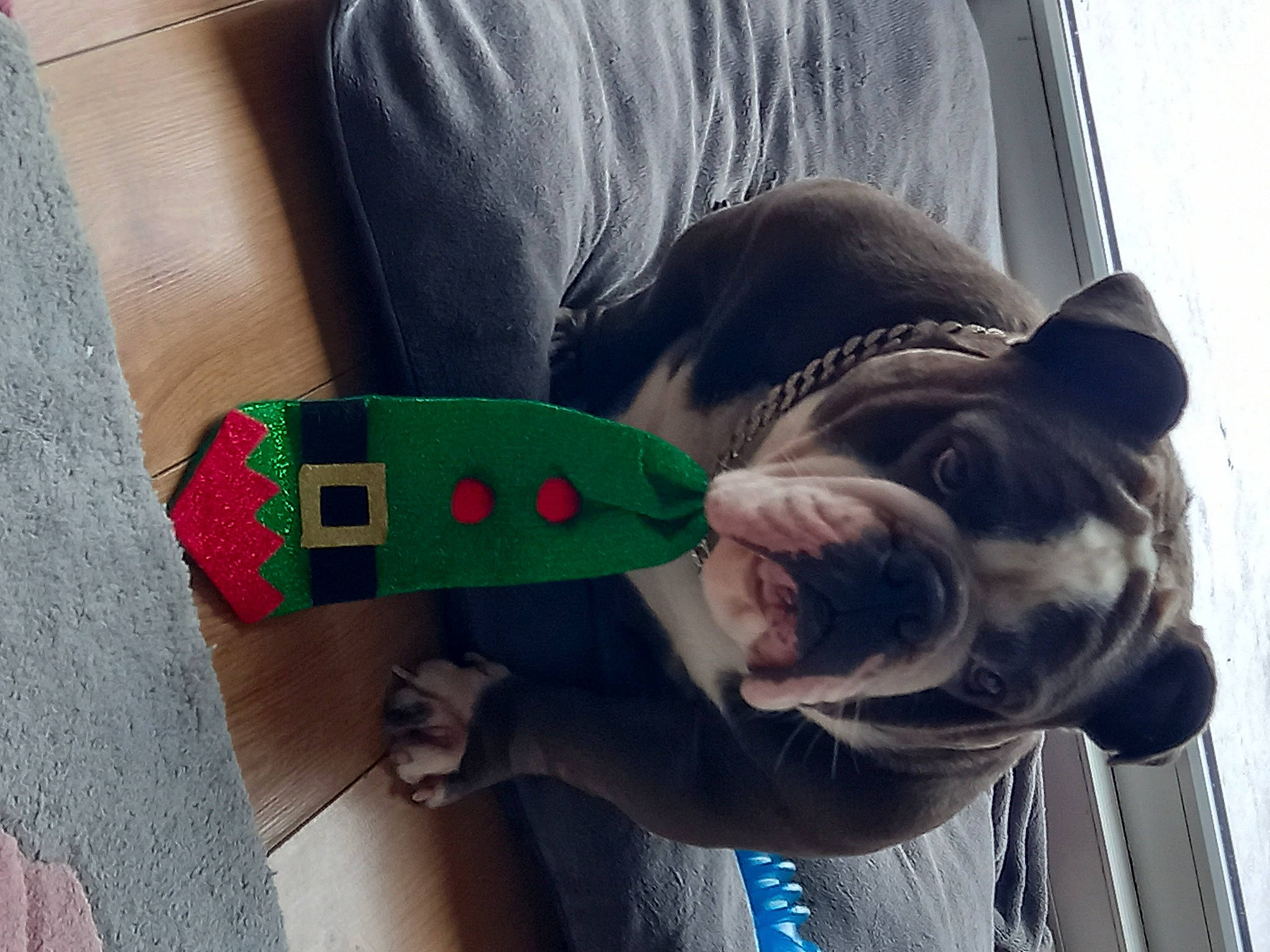 Stanley joined the competition — help win amazing prizes! canidae, carnivore, collar, companion_dog, dog, dog_breed, dog_collar, dog_supply, fashion_accessory, fawn, fur, holiday, leash, pet_supply, selfie, snout, sock, sporting_group, toy, working_animal