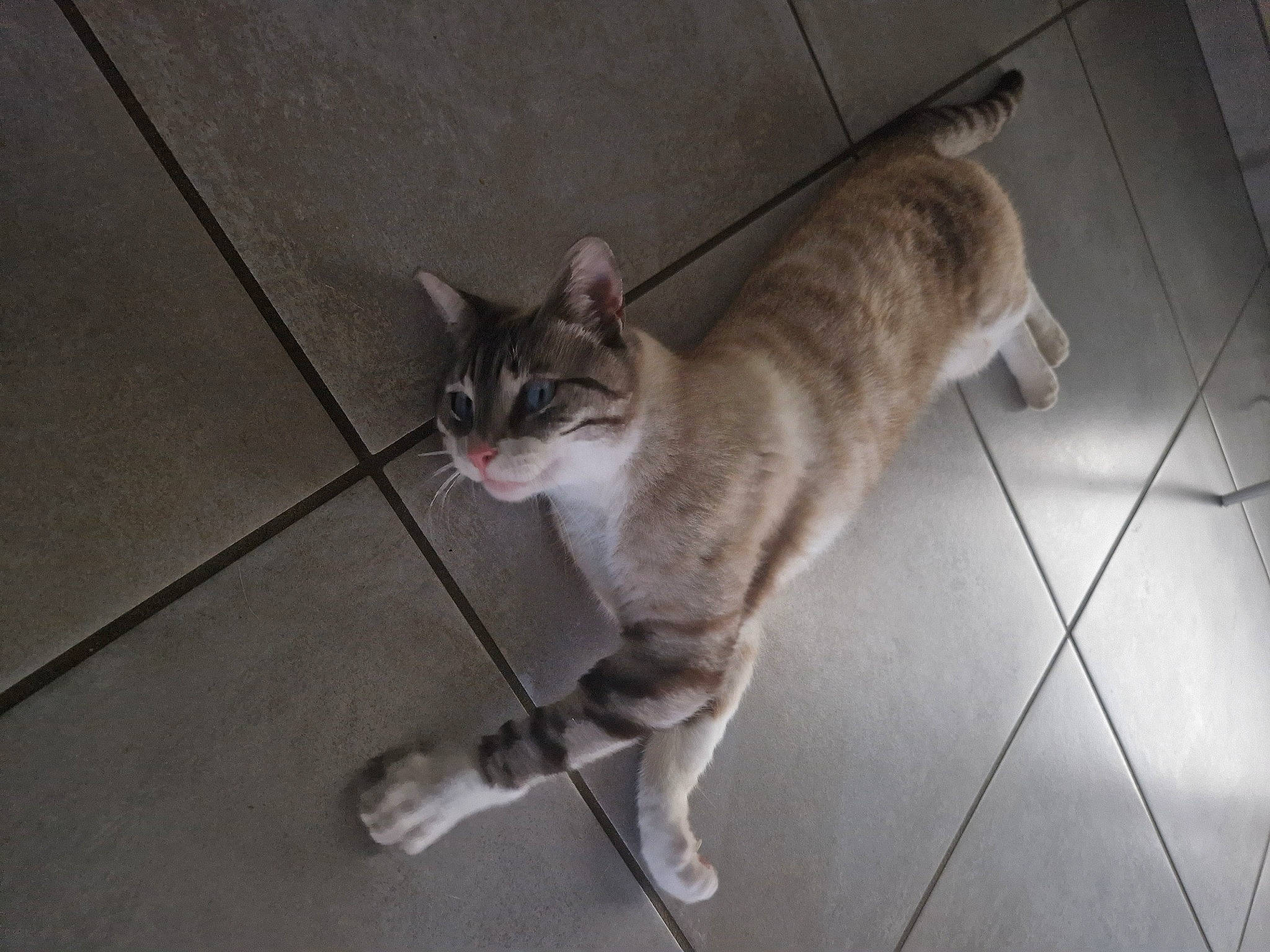 Selfie participe au concours pour gagner de l'argent avec cette photo : carnivore, cat, domestic_short_haired_cat, fawn, felidae, floor, flooring, fur, grey, paw, small_to_medium_sized_cats, tail, terrestrial_animal, tile_flooring, whiskers