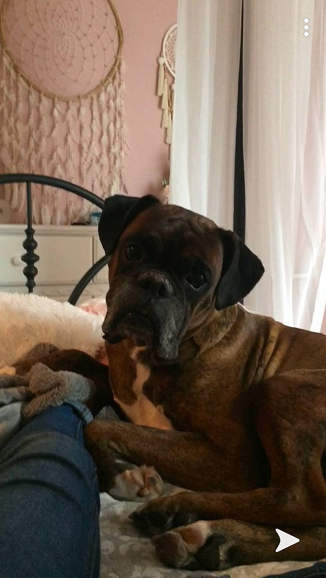 Bruno is registered to the contest to win money with this photo: alaunt, bandog, boerboel, boxer, bullmastiff, cane_corso, canidae, carnivore, companion_dog, dog, dog_breed, fawn, guard_dog, mammal, molosser, rare_breed_dog, snout, sporting_group, tosa, vertebrate