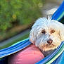 Neige participe au concours pour gagner de l'argent avec cette photo : dog, white_dog, fluffy, hammock, pink_pillow, outdoor, greenery, blurred_background, resting, pet, cozy, relaxing, portrait, animal, cute, fur, small_dog, nature, daylight, calm