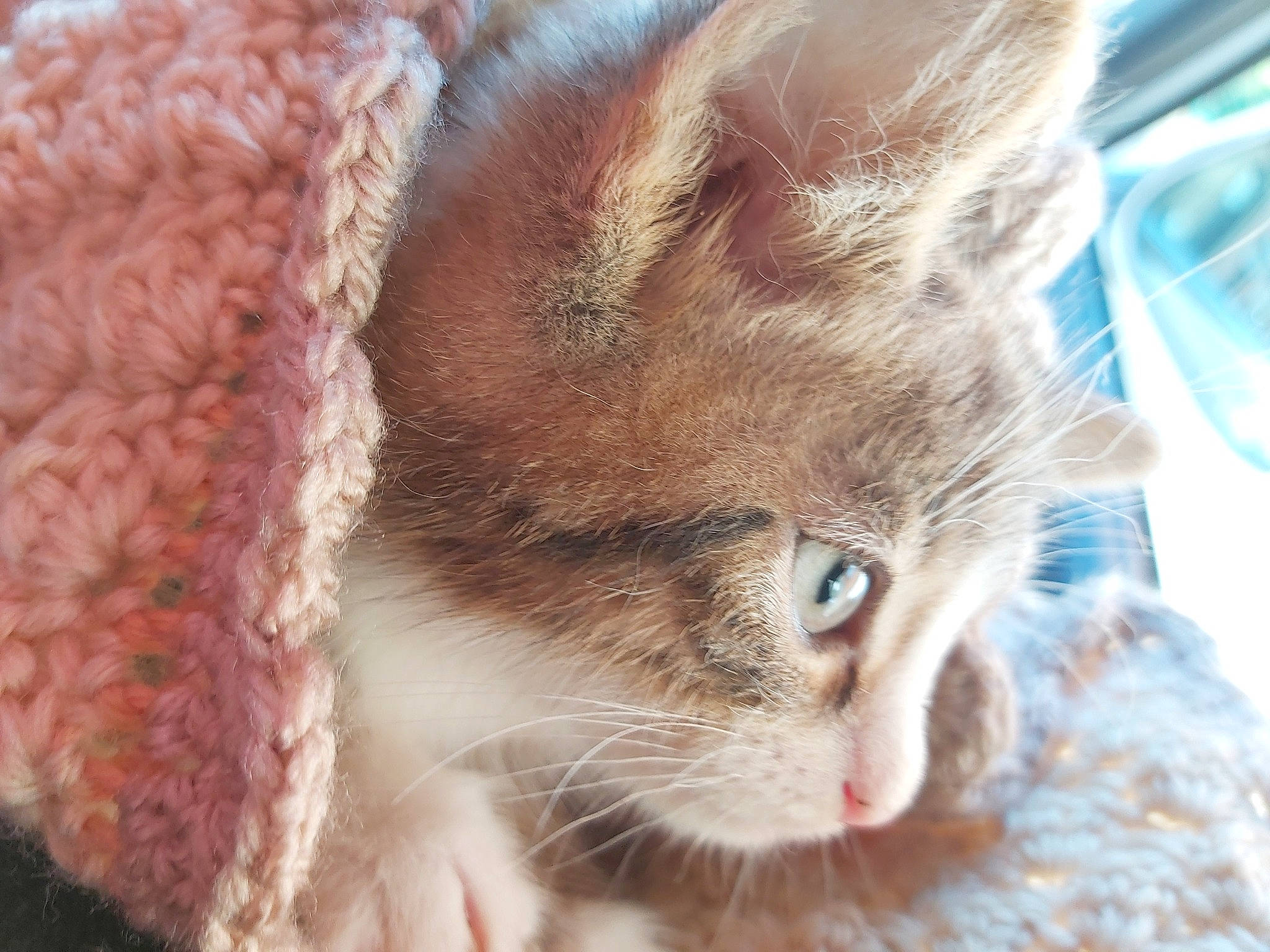 Hélios participe au concours pour gagner de l'argent avec cette photo : carnivore, cat, domestic_short_haired_cat, drinking_water, ear, fawn, felidae, fur, paw, small_to_medium_sized_cats, snout, whiskers, window, wool, woolen, woven_fabric