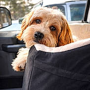 Bailey Greg is registered to the contest to win money with this photo: dog, pet_seat, car_interior, window, fur, wavy_fur, cozy, car, vehicle, animal, cute, looking, brown, beige, relaxed, daylight, transport, outdoor_blur, companion, travel