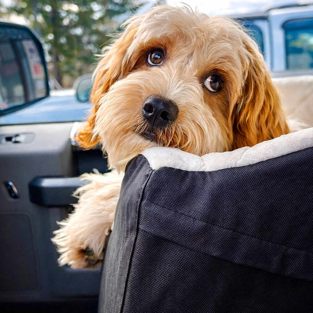 Bailey Greg joined the competition — help win amazing prizes! brown, canine, car_interior, close_up, cute, daytime, dog, fluffy, fur, looking, outdoor_background, pet_seat, relaxed, seat, soft_light, travel, trees, vehicle, white, window