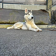 Loky participe au concours pour gagner de l'argent avec cette photo : animal, asphalt, background, calm, canine, closeup, daylight, dog, ears, fence, fur, grey, husky, laying_down, outdoor, pet, quiet, resting, urban, white